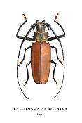 callipogon armillatus